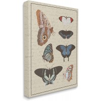 Stupell Industries Butterfly and Moth Study Vintage Cursive Script Designed by Daphne Polselli Canvas Wall Art 24 x 30 Multi-Color - B9OMLV0C1