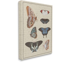 Stupell Industries Butterfly and Moth Study Vintage Cursive Script Designed by Daphne Polselli Canvas Wall Art 24 x 30 Multi-Color - B9OMLV0C1