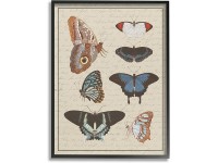 Stupell Industries Butterfly and Moth Study Vintage Cursive Script Designed by Daphne Polselli Black Framed Wall Art 16 x 20 Multi-Color - BU0JPTKID