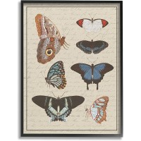 Stupell Industries Butterfly and Moth Study Vintage Cursive Script Designed by Daphne Polselli Black Framed Wall Art 16 x 20 Multi-Color - BU0JPTKID