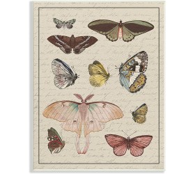 Stupell Industries Vintage Moth and Butterfly Wing Study Over Script Designed by Daphne Polselli Wall Plaque 10 x 15 Multi-Color - BGTGZJIY1