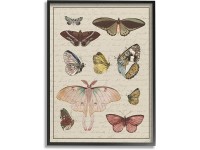 Stupell Industries Vintage Moth and Butterfly Wing Study Over Script Designed by Daphne Polselli Black Framed Wall Art 16 x 20 Multi-Color - BBBKZRHFF
