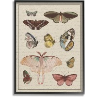 Stupell Industries Vintage Moth and Butterfly Wing Study Over Script Designed by Daphne Polselli Black Framed Wall Art 16 x 20 Multi-Color - BBBKZRHFF