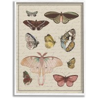 Stupell Industries Vintage Moth and Butterfly Wing Study Over Script Designed by Daphne Polselli White Framed Wall Art 16 x 20 Multi-Color - BQP2ULVS2