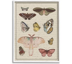 Stupell Industries Vintage Moth and Butterfly Wing Study Over Script Designed by Daphne Polselli White Framed Wall Art 16 x 20 Multi-Color - BQP2ULVS2