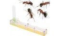 Transparent Ant Ornamental Box Easy to Install Toy Ant Formicarium Display Ornamental Box Acrylic Transparent Ant for EducationalYellow nest - BCIP81XUF